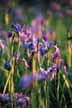 Wild iris near Chestertown