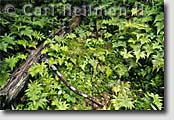 Adirondack prints - nature photography print of ferns on Mount Marcy