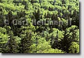 Adirondack prints - fine art nature photography prints - Crane Mountain detail