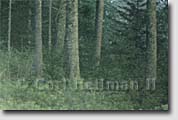 Adirondack prints - detail of a nature photograph