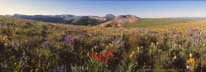 Wildflower panorama in the Gravelly range