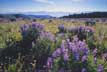 Lupines and the Madison Range