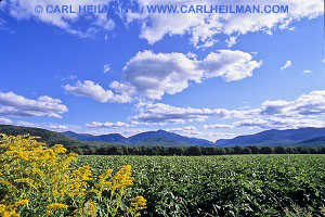 Adirondack digital photography workshop - Goldenrod and the High Peaks - taken by Carl Heilman II during an August summer landscapes photography workshop 