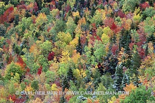 fall colors on Mount Jo