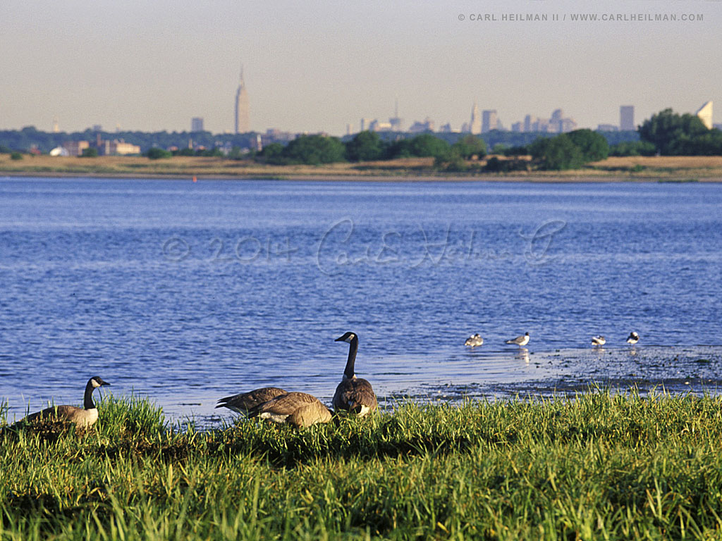 http://www.carlheilman.com/wallpaper.screensavers/1024.heilman.jamaica.bay.jpg