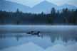 Loons swimming through the reflection of the High Peaks