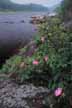Wild roses along the Hudson River