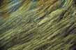 Flowing grasses in the Beaver River