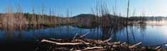 Heron rookery and beaver lodge in the SE Adirondacks