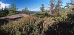 Sheep laurel on Crane Mtn.
