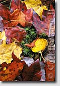 Adirondack Park nature photography prints - Eft near Brant Lake, New York in the Adirondack Park