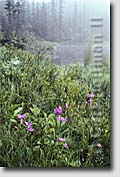 Adirondack fine art nature photography prints - wild bog near Brant Lake, New York