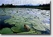 Adirondack Park pictures and framed fine art prints