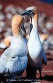 Stock Photography - Gannets in the Gaspe, Quebec - Adirondack Park, Adirondacks, New York, Catskills, Acadia, Aruba, Gaspe, Cape Breton, Lake George, Smokies, Montana, High Peaks, Big Bend, Death Valley, Tetons, Lake Winnipesaukee, Squam Lake stock photography