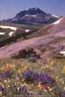 Indian paintbrush, lupines, and a view of Black Butte