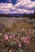 Wild geraniums and a view of the Madison Range