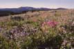 Sticky geranium and mountains in the Gravellys