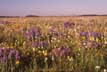 Wildflowers in the Gravelly Range