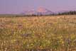 Wildflower meadow