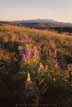 Lupines and the Tobacco Root Mountains