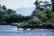 Deer on the Madison River