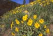 Wildflowers along the South Meadow Creek trail