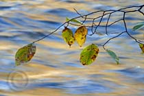 Ausable River copyright Carl Heilman II