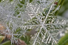 Snowflake close-up copyright Carl Heilman II
