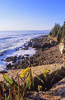 Goldenrod on cliffs near Western Point along the Park Loop road, Acadia National Park photo workshop