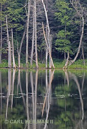 Digital photograph taken by Carl Heilman II during a summer nature photography workshop