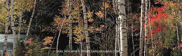 Briches and fall colors at Chapel Pond