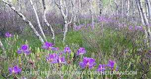 Acadia National Park, late May