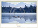 Adirondack Loons poster - Adirondacks photography by Adirondack photographer Carl Heilman II