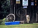 A very friendly dog at home in his barn in the town of Alabama, NY - Our New York desktop wallpaper, nature photography wallpaper copyright by Carl Heilman II