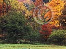 Allegany State Park wallpaper - Click for preview - New York State wallpaper, western NY, Wild New York nature photography - free desktop wallpaper, Chauttauqua / Alleghany nature photography wallpaper copyright Carl Heilman II, Brant Lake, New York