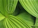 False hellebore along a stream in the Lake George Wild Forest, Lake George and Adirondack Park wallpaper, from The Adirondacks, Rizzoli wallpaper copyright by Adirondack photographer Carl Heilman II, Brant Lake, NY