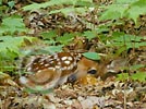 Click for preview - Adirondack wallpaper - nature photography prints, photos, and Adirondack desktop wallpaper, Adirondacks nature photography wallpaper copyright by Adirondack photographer Carl Heilman II, Brant Lake, NY