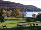 Deer on a fall day at Glimmerglass State Park, Otsego Lake, Cooperstown, NY wallpaper - Our New York nature photos wallpaper copyright by New York photographer Carl Heilman II, Brant Lake, NY