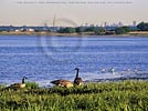 Jamaica Bay National Wildlife Refuge, NYC wallpaper - Click for preview - New York City wallpaper, Queens, NYC wallpaper, New York State photos and prints - free New York City desktop wallpaper and screensavers, Wild New York nature photography wallpaper photo copyright by Carl Heilman II, NY