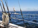 Sailing in Camden Harbor, Maine, Maine Coast wallpaper, from The Coast of Maine, Rizzoli wallpaper copyright by Adirondack photographer Carl Heilman II, Brant Lake, NY